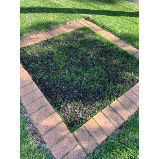 Sunshine Hot Tohumlu Çim Rulosu 10 m2