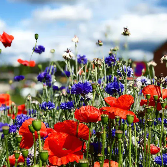 Fields Flower Karışık Çiçek Tohumu 5m2 Fields Flower Karışık Çiçek Tohumu 5m2