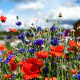 Fields Flower Karışık Çiçek Tohumu 5m2 Fields Flower Karışık Çiçek Tohumu 5m2