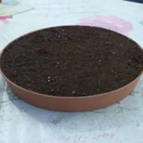 Kedi Çimi 10'lu Paket