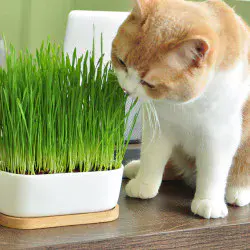 Kedi Çimi 10'lu Paket